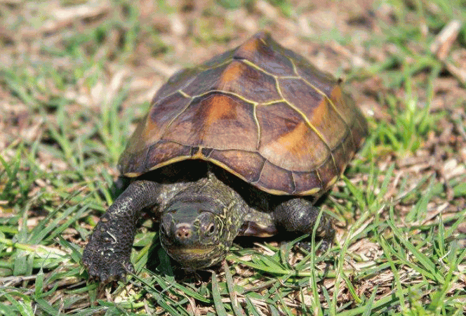 锦龟6,中华花龟7,中华草龟1,巴西龟详细介绍:巴西龟被誉为是世界上最