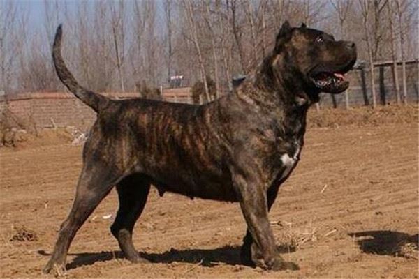世界最凶的狗十大排行榜加纳利犬每年致死率全球居前列