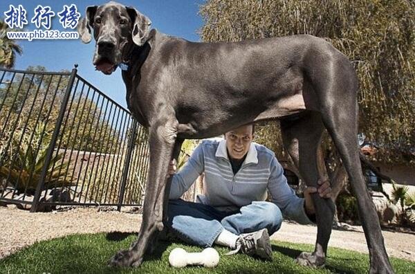 世界上最大的十个狗品种排名 大丹犬高2 2米 111公斤 宠物 第一排行榜