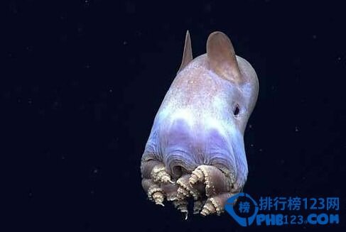 奇特的海洋生物排行榜無需呼吸宇宙都可生存