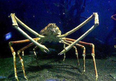 世界上最大的螃蟹:英国巨型螃蟹(长15米)