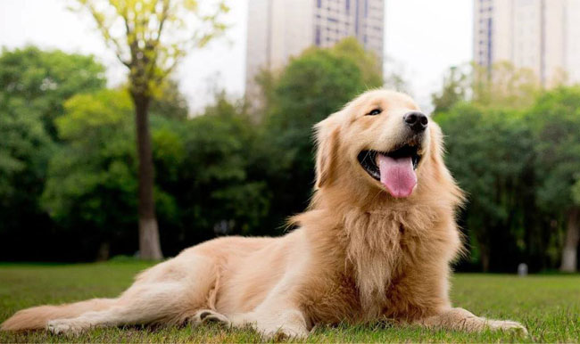 適合樓房養的狗狗有哪些十大城市家養大中型犬排行榜