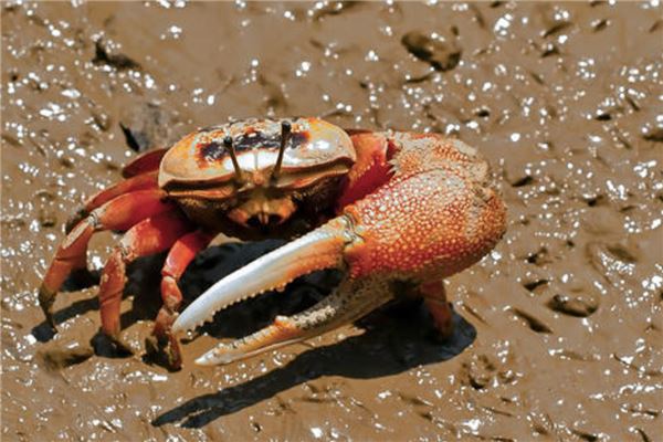 铜铸熟若蟹     万氏怪蟹,世界十大最毒的螃蟹之一,这种螃蟹的毒性