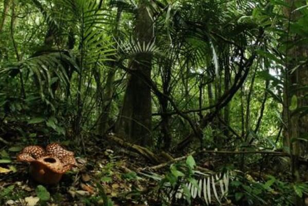 热带雨林探险需躲避的十大风险,动物上榜,第十个你想到了么