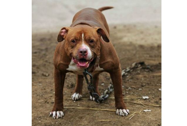 世界十大最凶猛狗 比特犬最凶猛，藏獒仅列第五