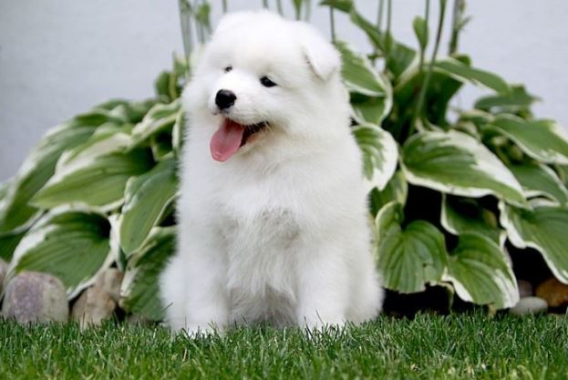 十大世界最可爱的狗排名博美犬第一萨摩耶上榜