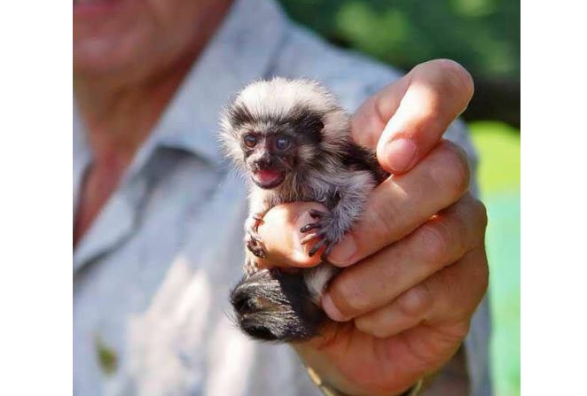 世界十大最小的動物 比指甲還小的青蛙,你見過嗎_動物之最_第一排行榜