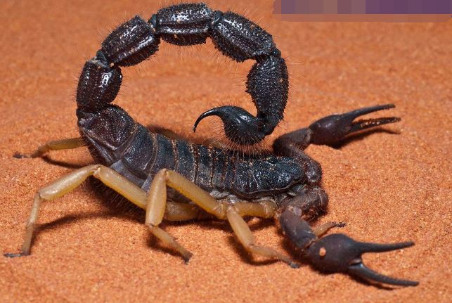 世界最毒的十大蝎子印度红蝎死亡率高达40