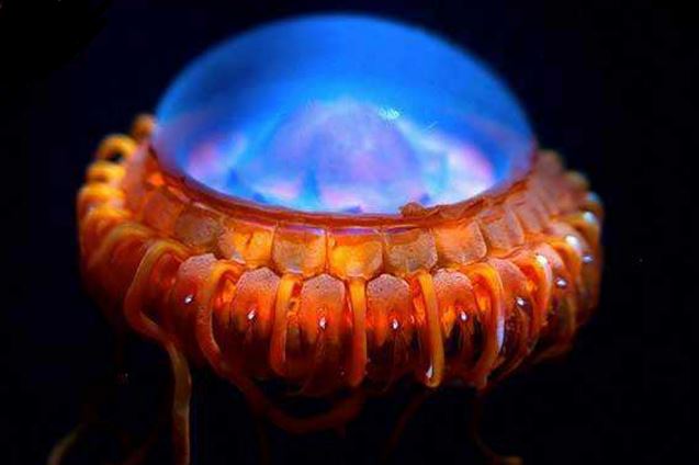 世界上最稀有的水母图片