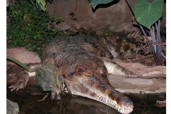 世界上最胖的鳄鱼图片图片