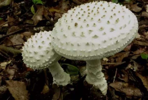 世界十大最毒的蘑菇 造成致命伤害的蘑菇,你见过几种