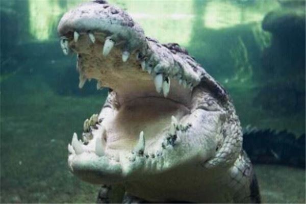世界十大最凶猛动物 河马一口能咬死鳄鱼，猎人最怕巨型野猪