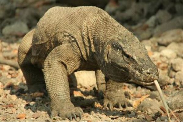 世界十大最凶猛动物 河马一口能咬死鳄鱼，猎人最怕巨型野猪