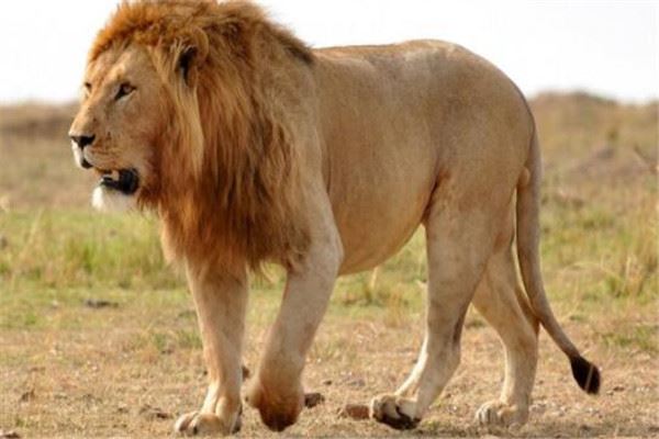 世界上最重的狮子图片