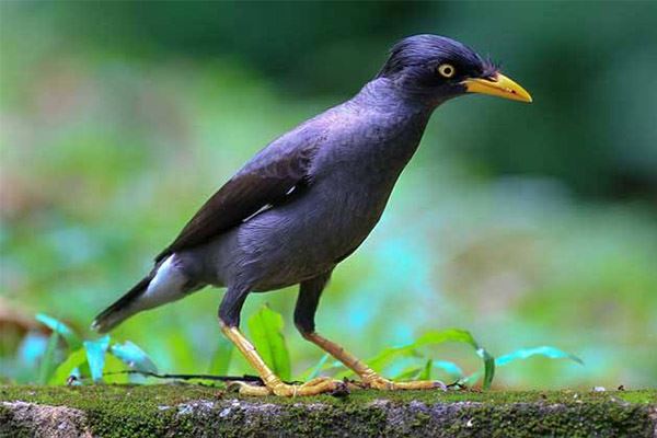 十大籠養鳥金絲雀排第三第一名叫聲比唱歌還好聽