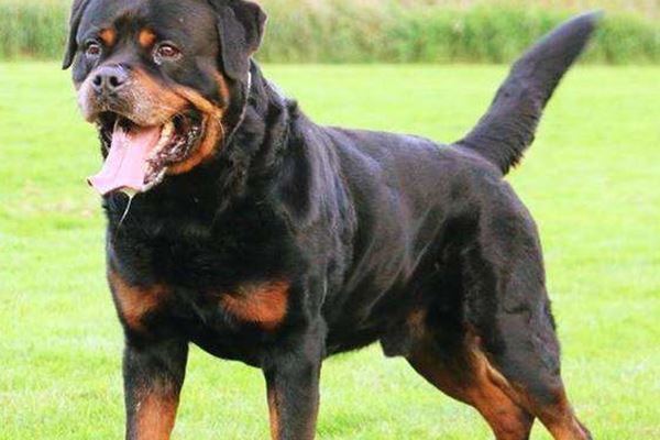 样雄健  杜高犬有非常强的耐力,是优秀的大型猎物狩猎犬,作为一只猎犬