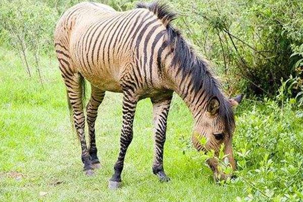 世界十大罕见杂交动物 狮虎兽上榜 原来北极熊并不全是白的