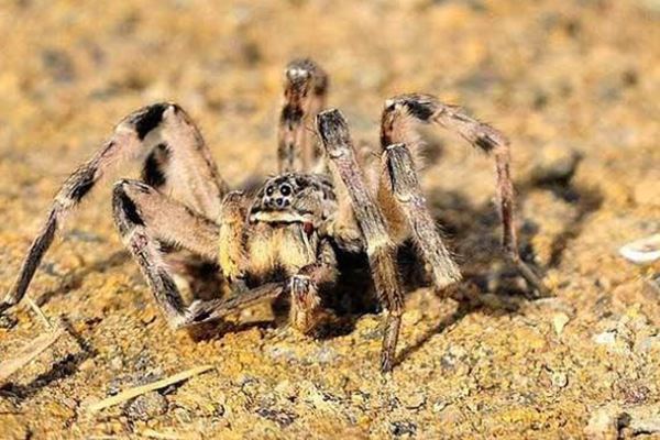 十大恐怖毒蜘蛛排行图片