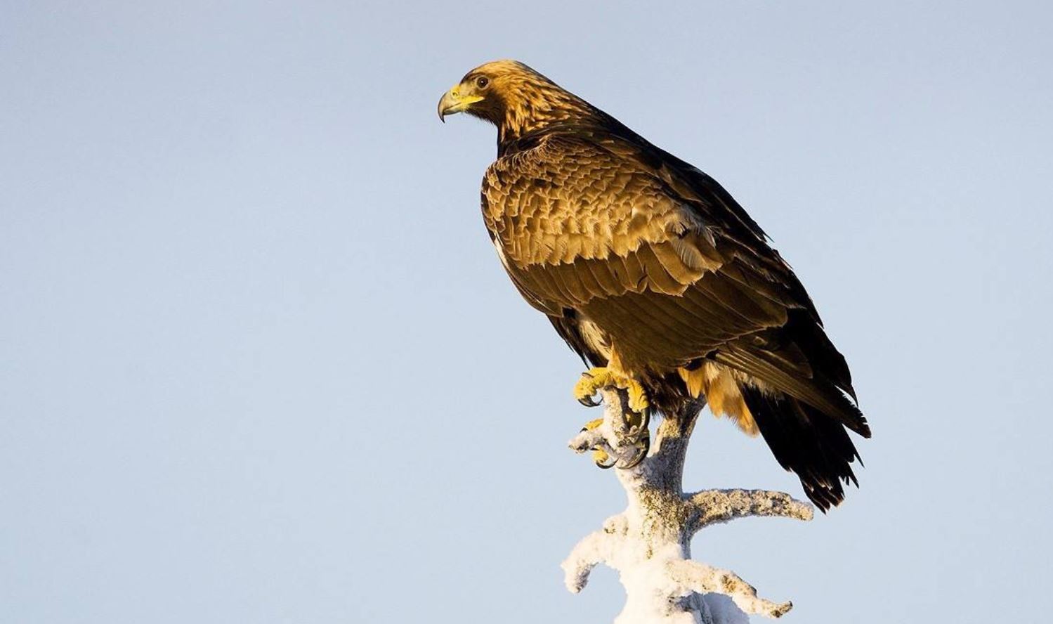 世界三大猛禽排名 金雕是老鹰的一种