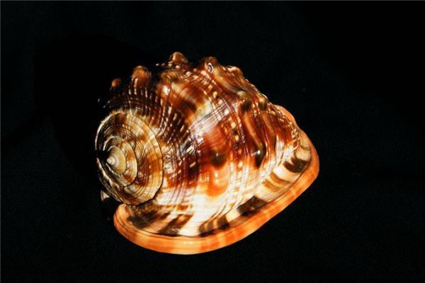 世界上最珍贵的贝类排行榜唐冠螺凤尾螺上榜特别珍贵