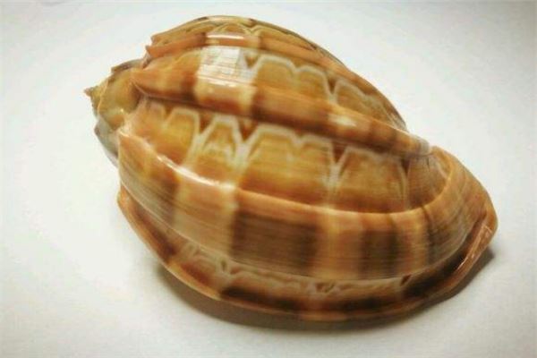 世界上最珍贵的贝类排行榜唐冠螺凤尾螺上榜特别珍贵