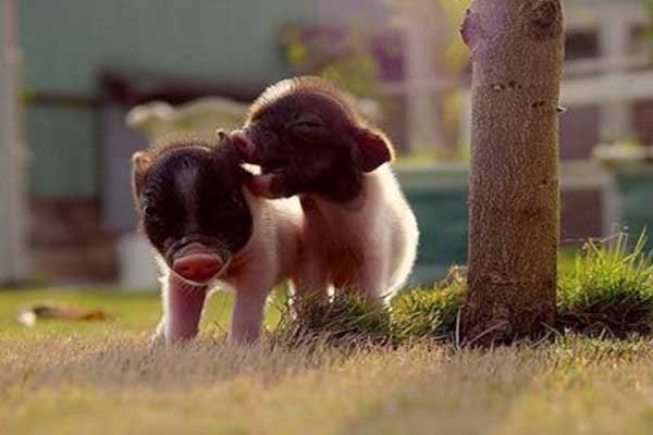 侏狨品种:最小的猴子第一个上榜世界十大最小动物的是侏狨,这是陆地最