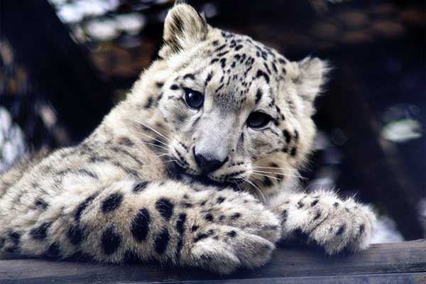 十种可爱灭绝的动物图片