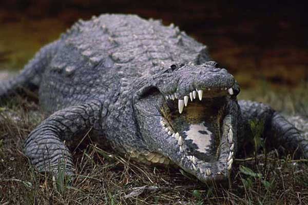 世界十大最凶残鳄鱼咸水鳄又叫做杀人鳄相当厉害