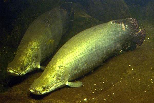 世界十大最大淡水鱼欧洲鳇体重可达到1吨相当巨大