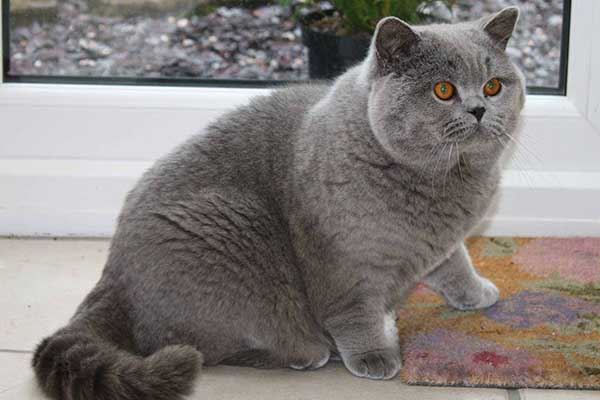 世界十大体格最大的猫缅因猫体型健壮毛发旺盛