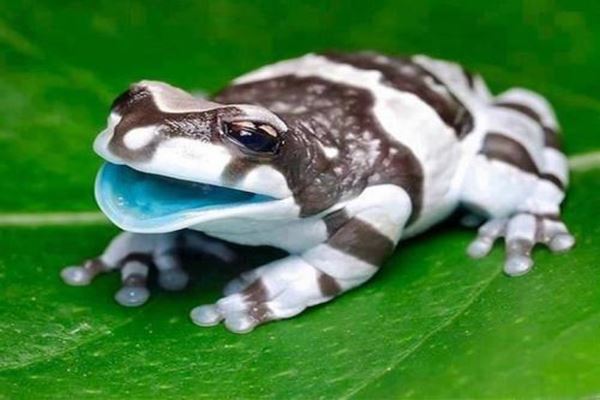 红眼树蛙第一个上榜世界十大宠物蛙的是红眼树蛙,它是一种罕见的品种
