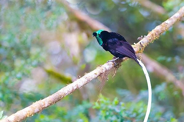 1. 超級天堂鳥2. 薩克森極樂鳥3. 綬帶長尾風鳥4. 安第斯動冠傘鳥5.