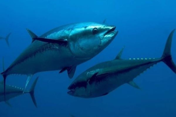 世界上十大最贵海鱼蓝鳍金枪鱼的价格能在北京买一套房