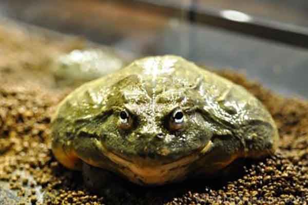 世界上最大的蛙巨雨滨蛙上榜非洲巨蛙是现有最大的蛙类