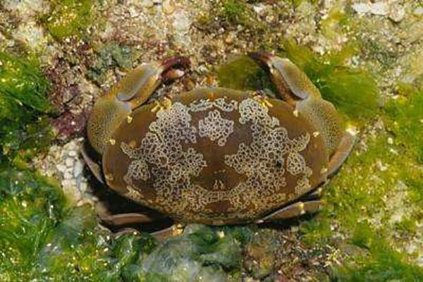 世界十大最毒的螃蟹铜铸熟若蟹一口就能致人死亡