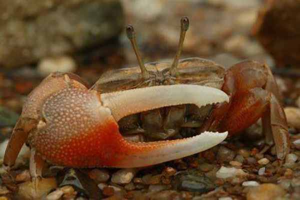 世界十大最毒的螃蟹铜铸熟若蟹一口就能致人死亡