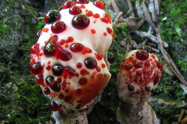 世界上10大最奇特的蘑菇 狗头蛇菌上榜,第五具有很高的药用价值