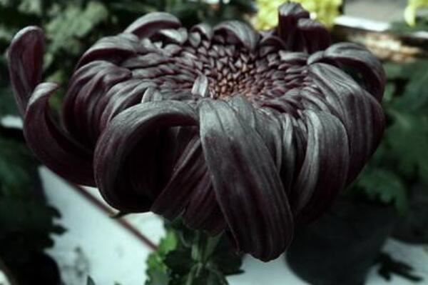 世界上10种奇异的黑色花 黑牡丹上榜,第四也被称作情花