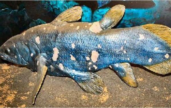 全球10大存活至今的史前鱼类鲟鱼上榜第二又被称为金恐龙