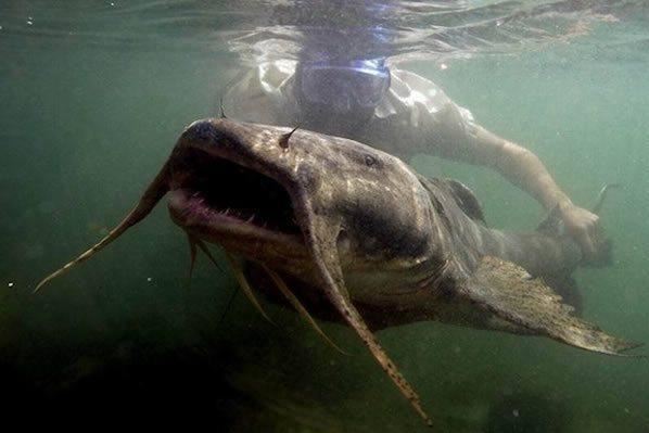 世界十大巨型淡水魚 中國佔了兩種 第二種居然有毒_動物之最_第一排行