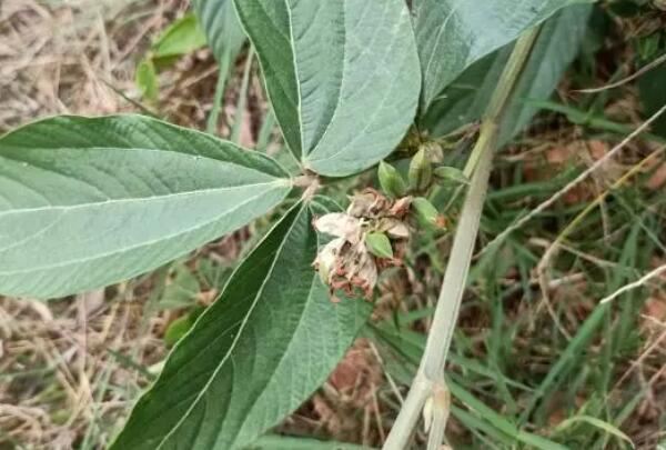 水石缝隙中,根茎部分不仅可以入药还可以配合着猪心或排骨进行煲汤