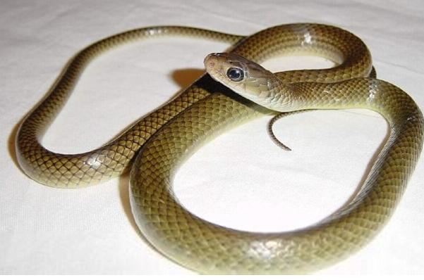 农村最常见的无毒蛇图片