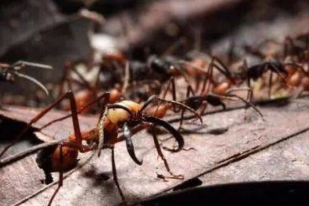 子弹蚁子弹蚁是一种以亚马逊雨林为分布区域的世界十大最毒毒虫之一