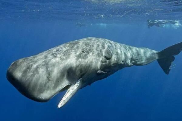 长角的鲸鱼图片