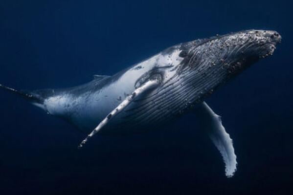 120米的鲸鱼最大图片