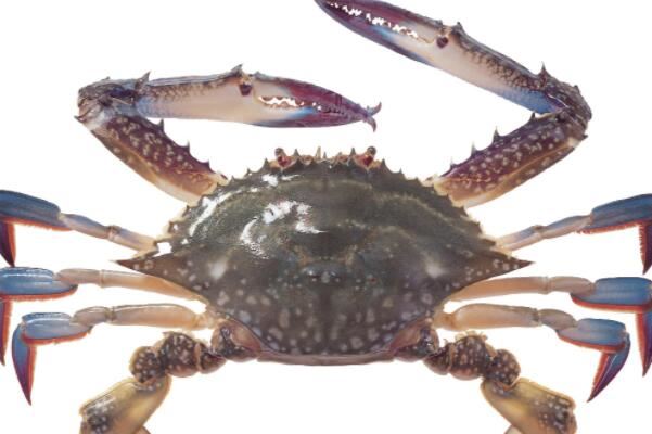 中国最大的螃蟹品种图片