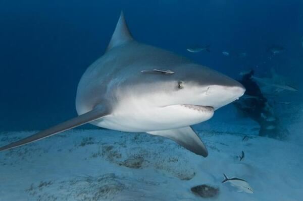 世界最凶猛鲨鱼排行前十噬人鲨上榜第四是世界上最大的鱼类
