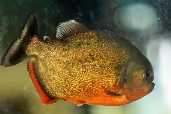 食人魚十大常見種類紅腹食人魚上榜第四是銷路最好的食人魚種類