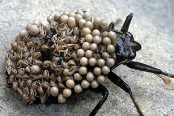 十大恐怖虫子世界之最图片