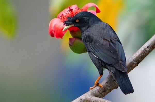 世界上十大最可爱的鸟图片